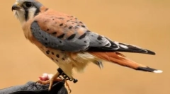 Najkrajšie vtáky planéty (10 fotografií)