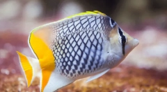 Najkrajšie zvieratá na svete