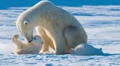 Najväčší predátori zeme