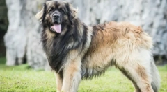 Najväčšie plemená psov na svete