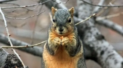 Najkrajšie instagram účty domácich zvierat