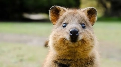 Najviac roztomilé zvieratá na svete