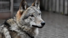 Najneobvyklejšie domáce zvieratá