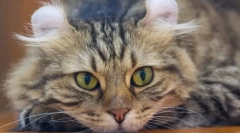Najneobvyklejšie plemená mačiek