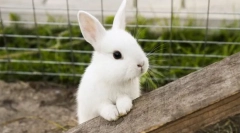 Najschopnejšie domáce zvieratá