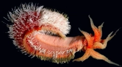 Najviac neuveriteľných foriem života našli v hlbinách tichého oceánu