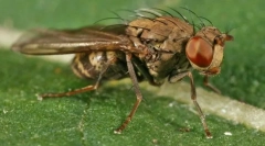 Najnebezpečnejší hmyz pre človeka