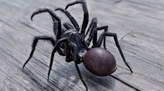 Najnebezpečnejšie a jedovaté pavúky na svete