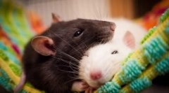 Najnebezpečnejšie cicavce