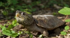 Najnebezpečnejšie korytnačky a jašterice na planéte