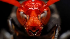 Najnebezpečnejší hmyz