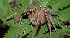 Najnebezpečnejšie pavúky