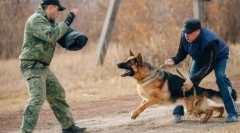 Najnebezpečnejšie plemená psov