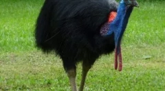 Najnebezpečnejšie vtáky na svete, ktorí nie sú lepšie, aby na ceste