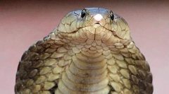 Najnebezpečnejšie plazy