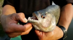 Najnebezpečnejšie ryby