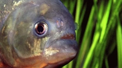 Najnebezpečnejšie vodné zvieratá