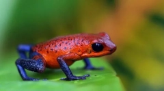 Najnebezpečnejšie obojživelníci