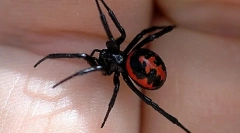 Najnebezpečnejšie zvieratá, hmyz a plazy žijúce v rusku (časť 1)