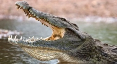 Najnebezpečnejšie zvieratá na svete