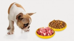 Najobľúbenejšie jedlo pre psov 2019 - pedigri: zbárka make-upu a recenzie