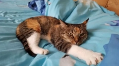 Najobľúbenejšie plemená mačky