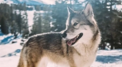 Najobľúbenejšie plemená psov