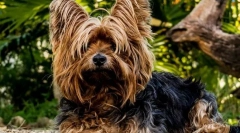 Najobľúbenejšie plemená