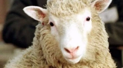 Najobľúbenejšie zvieratá na svete