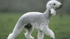 Najviac bizarné plemená psov na svete