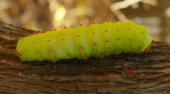 Najviac nenáročný zvieratá