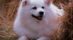 Najkrajšie plemená psov na svete