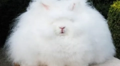 Najchutnejšie zvieratá na planéte