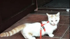 Najzásťšie plemená mačiek