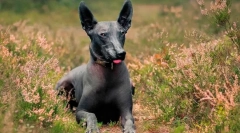 Najviac vzácne plemená psov na svete