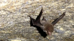 Zriedkavé zvieratá: 10 vyhynutých druhov