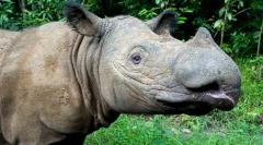 Najzraniteľnejšie zvieratá na svete