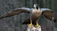 Najlepší z najlepších. Záznamy zo sveta vtákov