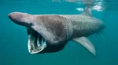 Najlepší z najlepších. Záznamy zo sveta rýb