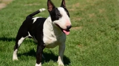 Najťažší pes vyškolený