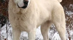 Pokojné plemená psov