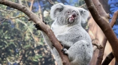 Najviac uvoľnených zvierat na svete