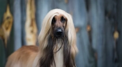 Najstaršie plemená psov na svete