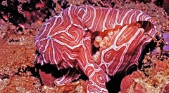 Najpodivnejšie zvieratá