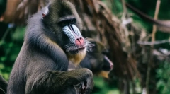 Najstrašnejšie zvieratá na svete