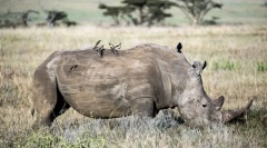 Ťažké zvieratá na svete