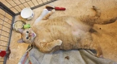 Najhoršie mačky a mačky na svete: hodnotenie registračných držiteľov a následkov obezity