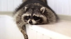 Najchytrejší domáce zvieratá