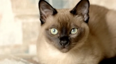 Najchytrejšími plemenami mačiek