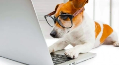 Najinteligentnejšie plemená psov na svete